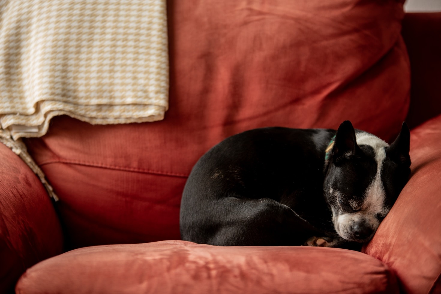 Essential Tips For New Pet Owners
