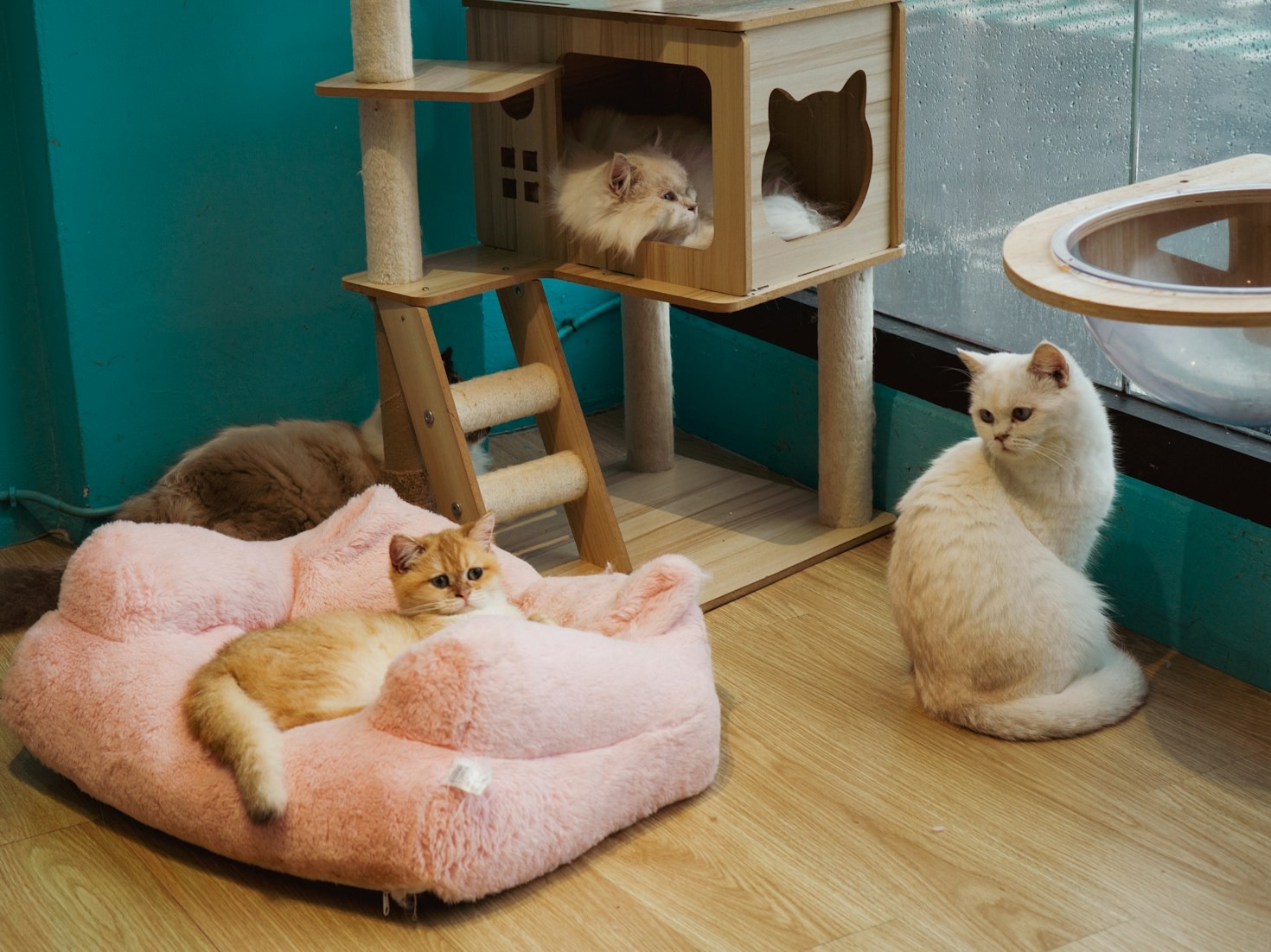 Why Quality Gear Matters For Animals